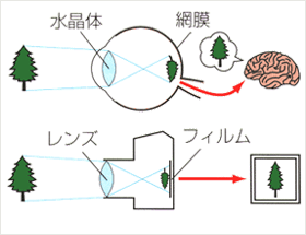 ものが見える仕組みについて