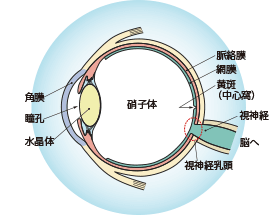 眼の構造と働き