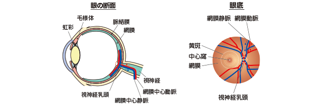網膜も血管の働き